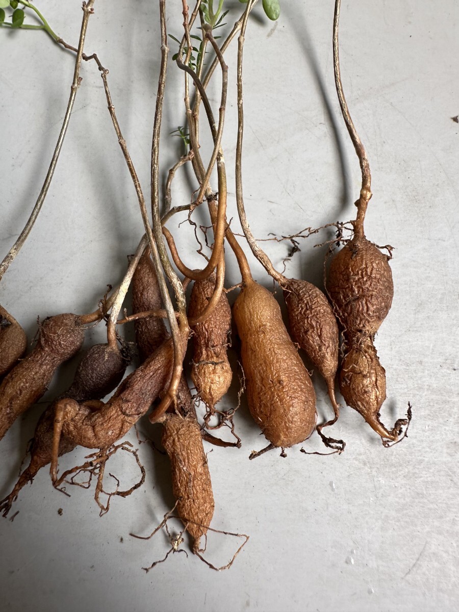 2210】塊根植物 オペルクリカリア　パキプス Operculicarya pachypus 実生 10株同梱_3