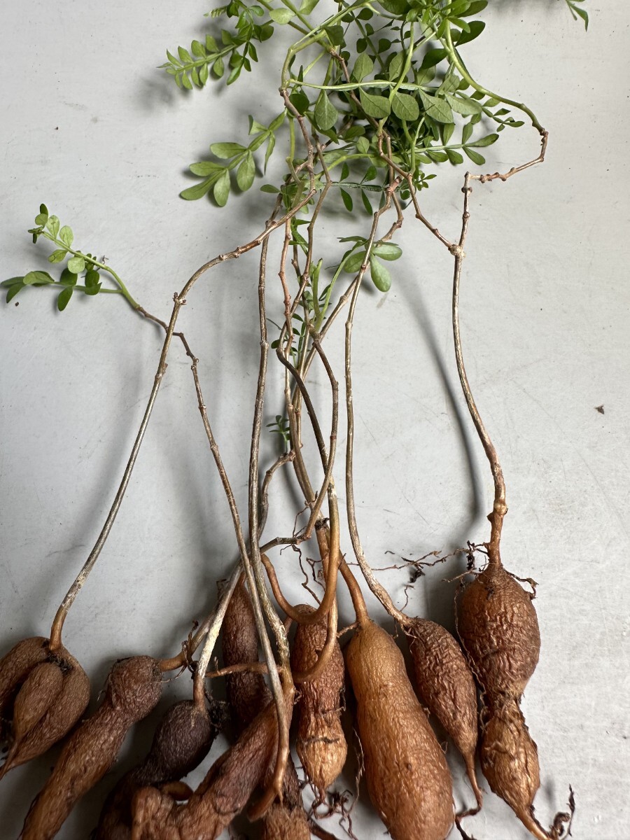 2210】塊根植物 オペルクリカリア　パキプス Operculicarya pachypus 実生 10株同梱_4