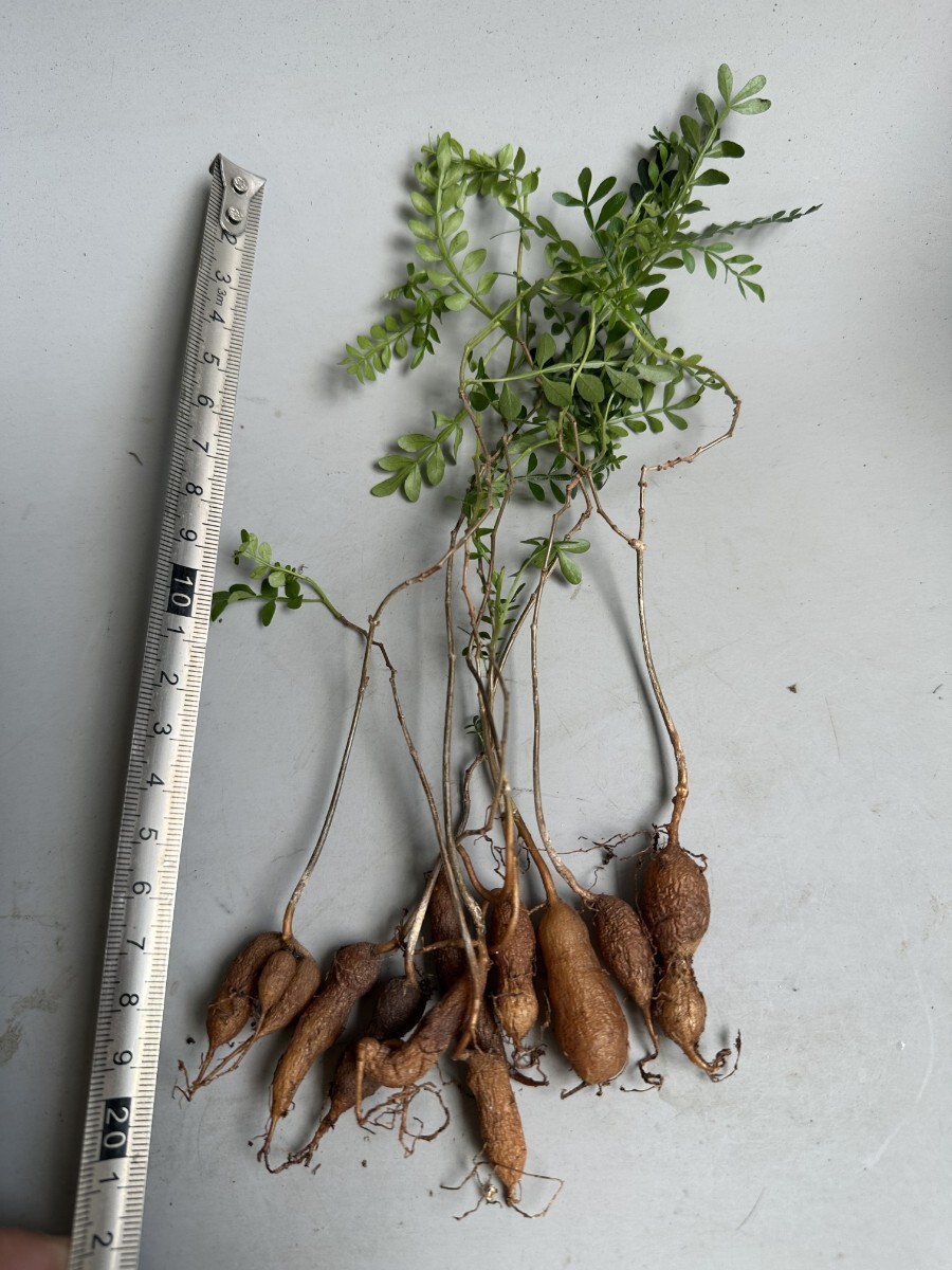 2210】塊根植物 オペルクリカリア　パキプス Operculicarya pachypus 実生 10株同梱_6