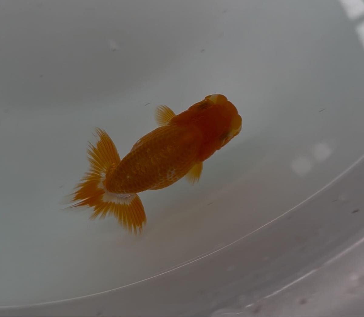 510らんちゅう当歳魚⑦_1