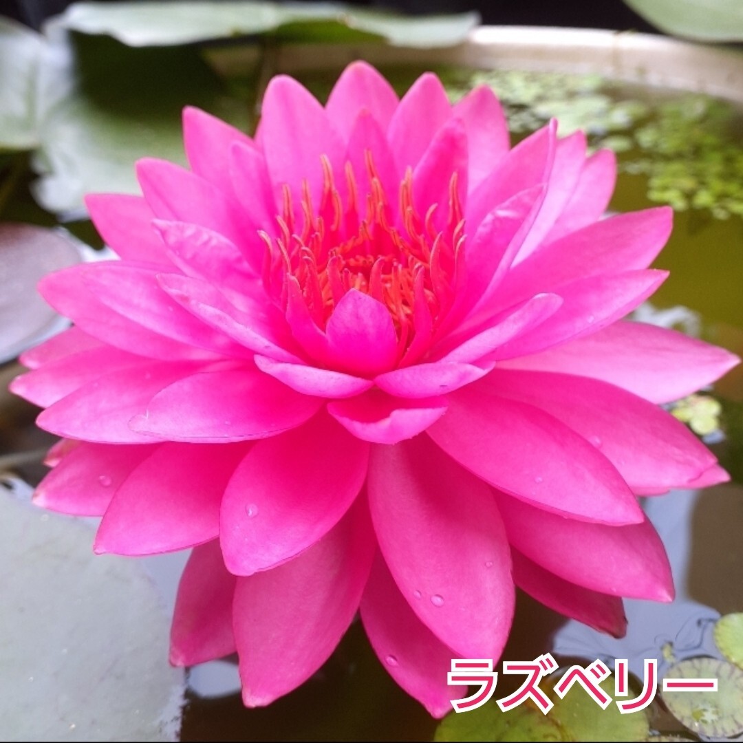 ☆ ラズベリー　耐寒性睡蓮　温帯睡蓮　スイレン　根茎12cm　開花実績株　大苗　１苗　_1