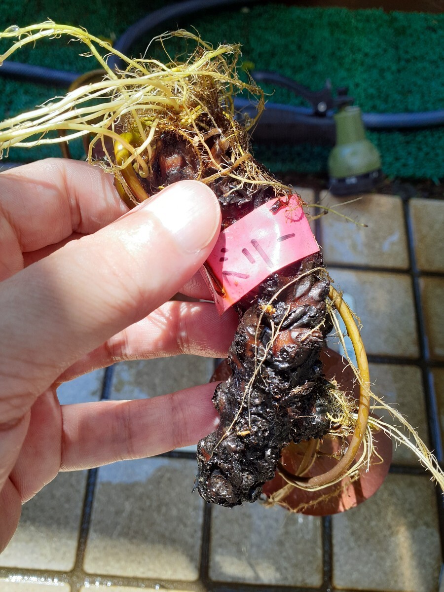 ☆ ラズベリー　耐寒性睡蓮　温帯睡蓮　スイレン　根茎12cm　開花実績株　大苗　１苗　_10