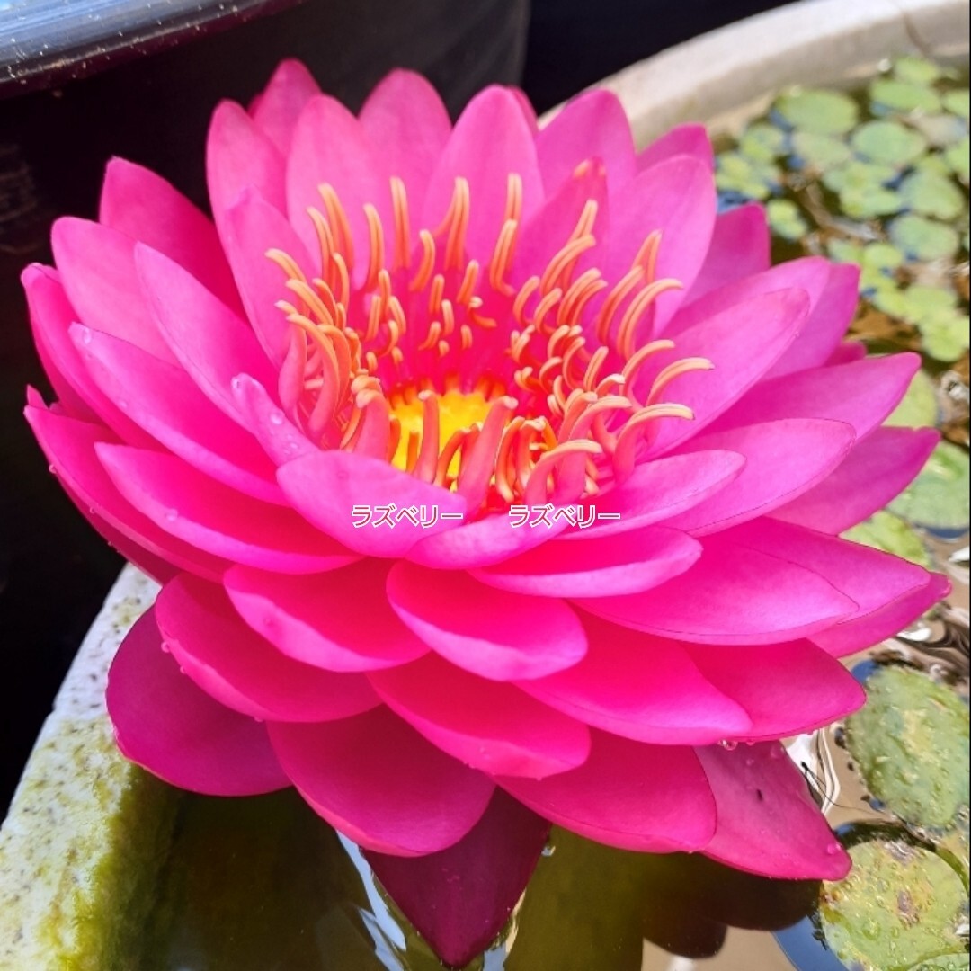 ☆ ラズベリー　耐寒性睡蓮　温帯睡蓮　スイレン　根茎12cm　開花実績株　大苗　１苗　_2