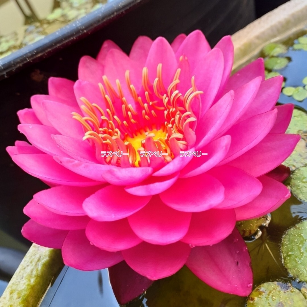 ☆ ラズベリー　耐寒性睡蓮　温帯睡蓮　スイレン　根茎12cm　開花実績株　大苗　１苗　_3