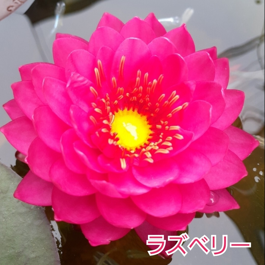 ☆ ラズベリー　耐寒性睡蓮　温帯睡蓮　スイレン　根茎12cm　開花実績株　大苗　１苗　_4