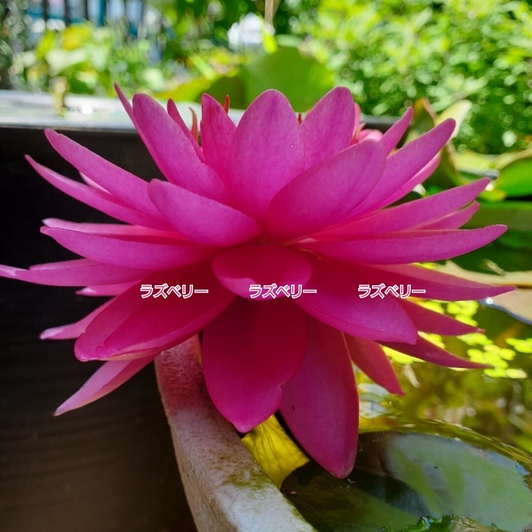 ☆ ラズベリー　耐寒性睡蓮　温帯睡蓮　スイレン　根茎12cm　開花実績株　大苗　１苗　_6