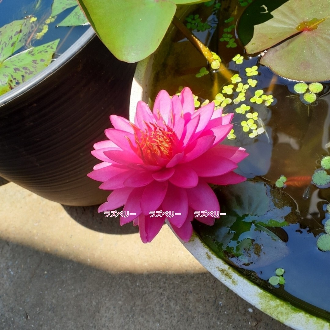 ☆ ラズベリー　耐寒性睡蓮　温帯睡蓮　スイレン　根茎12cm　開花実績株　大苗　１苗　_8