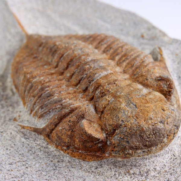 ○○○化石 三葉虫○○○激レア種 Chatiaspis sp○(化石)｜売買された