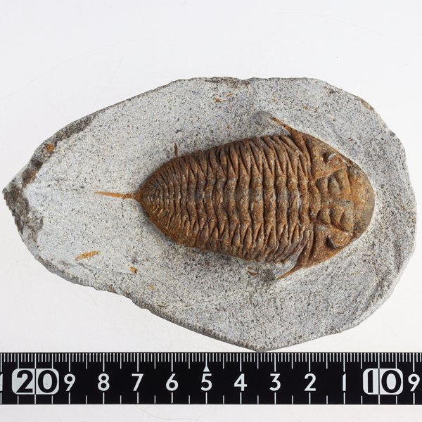 ○○○化石 三葉虫○○○激レア種 Chatiaspis sp○(化石)｜売買された
