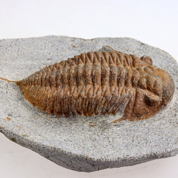 ○○○化石 三葉虫○○○激レア種 Chatiaspis sp○(化石)｜売買された