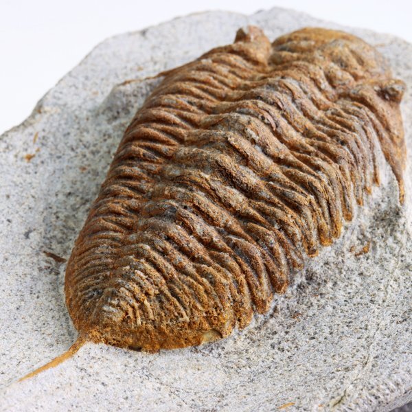 ○○○化石 三葉虫○○○激レア種 Chatiaspis sp○(化石)｜売買された