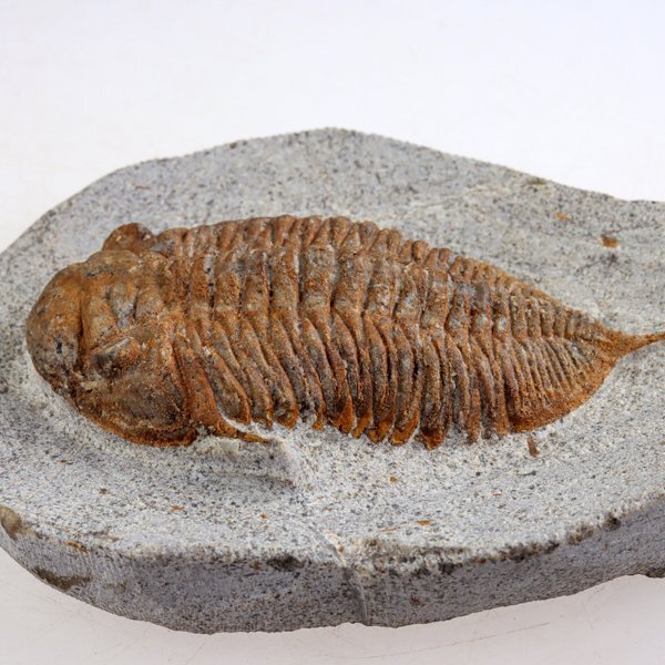 ○○○化石 三葉虫○○○激レア種 Chatiaspis sp○(化石)｜売買された