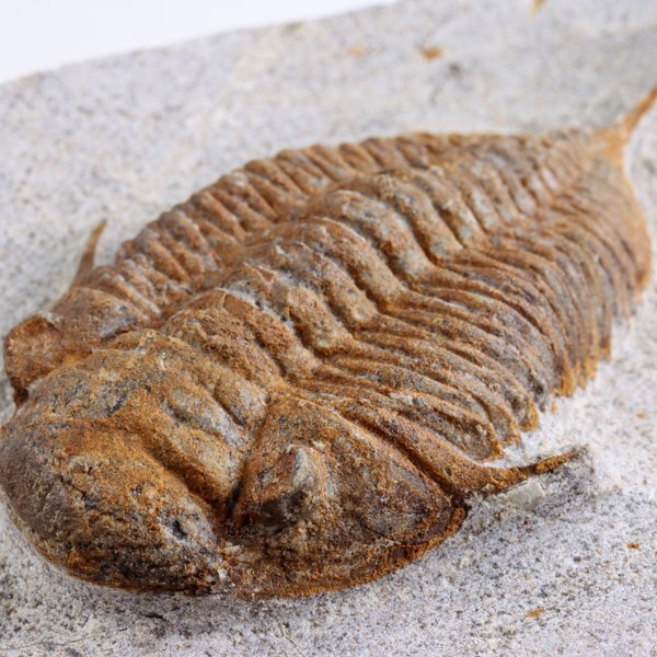 ○○○化石 三葉虫○○○激レア種 Chatiaspis sp○(化石)｜売買された