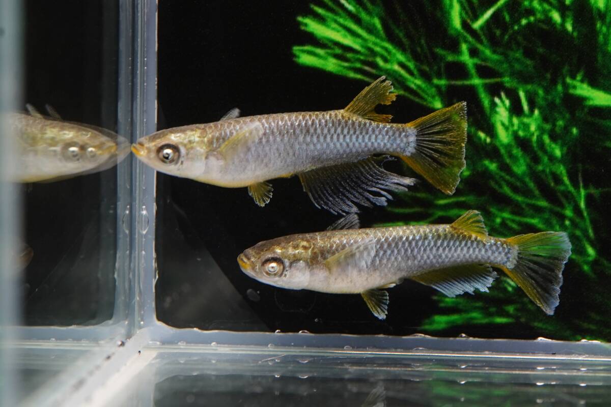 根来めだか】現物出品 メダカ マネー 1ペア＋♀ （夢中めだか様直系 