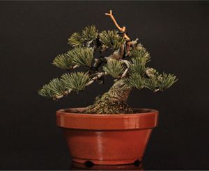 趣味のさつき】古花の太物新木 「華 宝」 樹高 58㎝ 幹