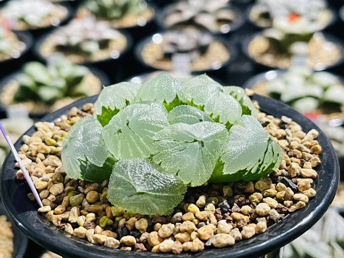H54 多肉植物 ハオルチア ハオルシア 緑水の女王 全面窓 総窓 超美品 6 