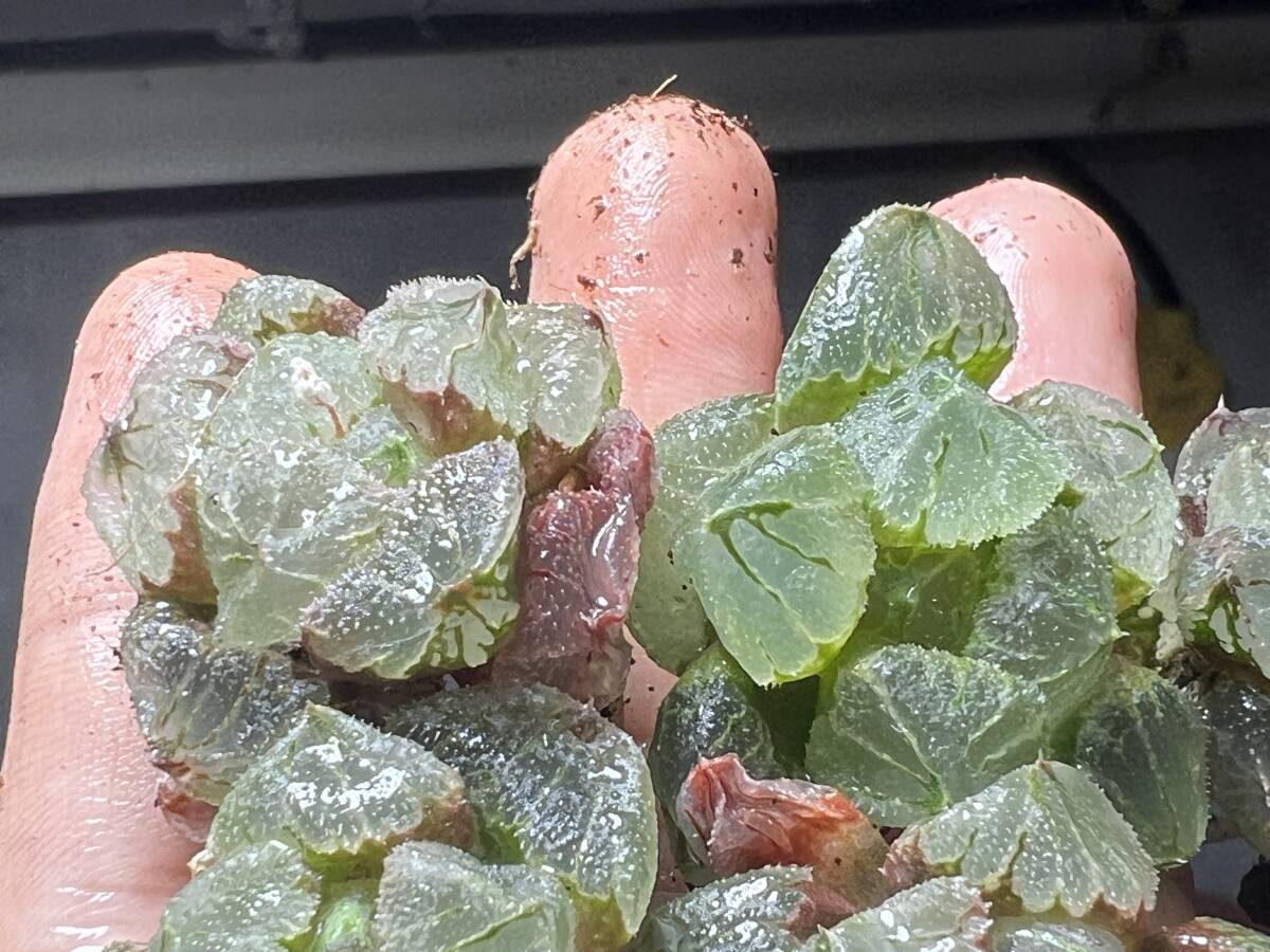 H54 多肉植物 ハオルチア ハオルシア 緑水の女王 全面窓 総窓 超美品 6