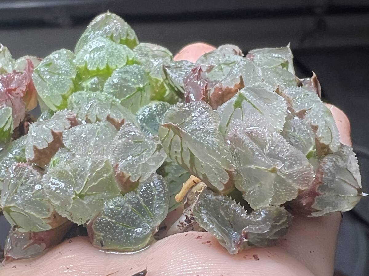 H54 多肉植物 ハオルチア ハオルシア 緑水の女王 全面窓 総窓 超美品 6