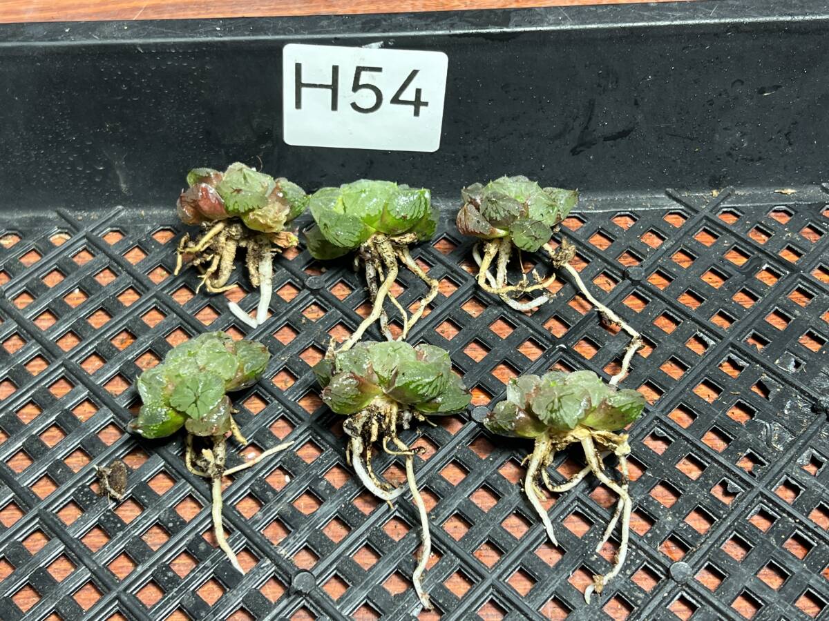 H54 多肉植物 ハオルチア ハオルシア 緑水の女王 全面窓 総窓 超美品 6