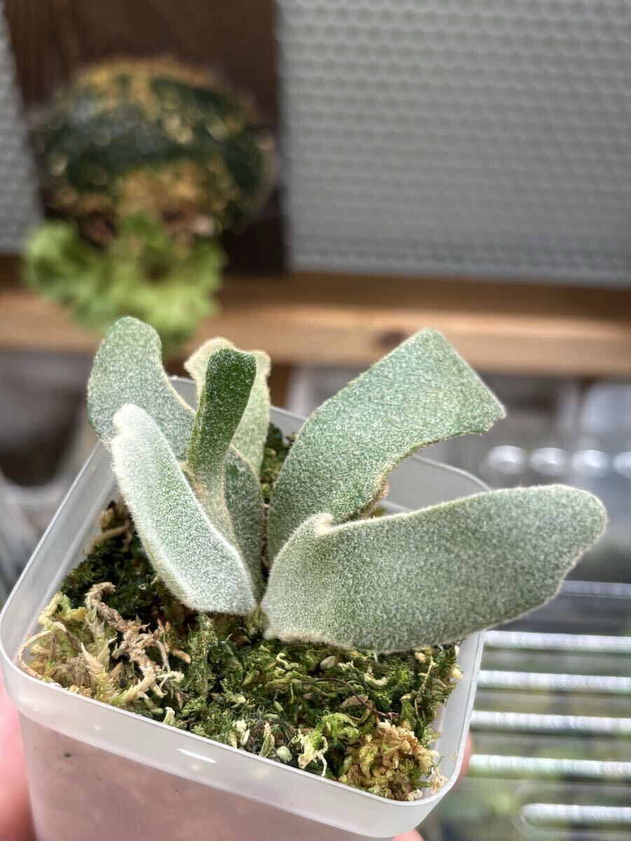 初出品 ビカクシダ P.ばかうけ （Griffin x Andinum mix spore）石化