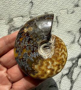 アンモナイト 化石のYahoo!オークション(旧ヤフオク!)の相場・価格を