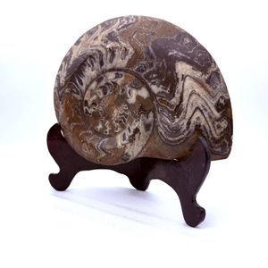 アンモナイト 化石のYahoo!オークション(旧ヤフオク!)の相場・価格を