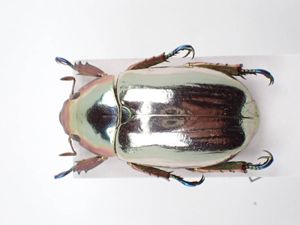 プラチナコガネの値段と価格推移は？｜5件の売買データからプラチナ