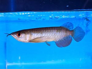 藍底過背金龍のYahoo!オークション(旧ヤフオク!)の相場・価格を見る