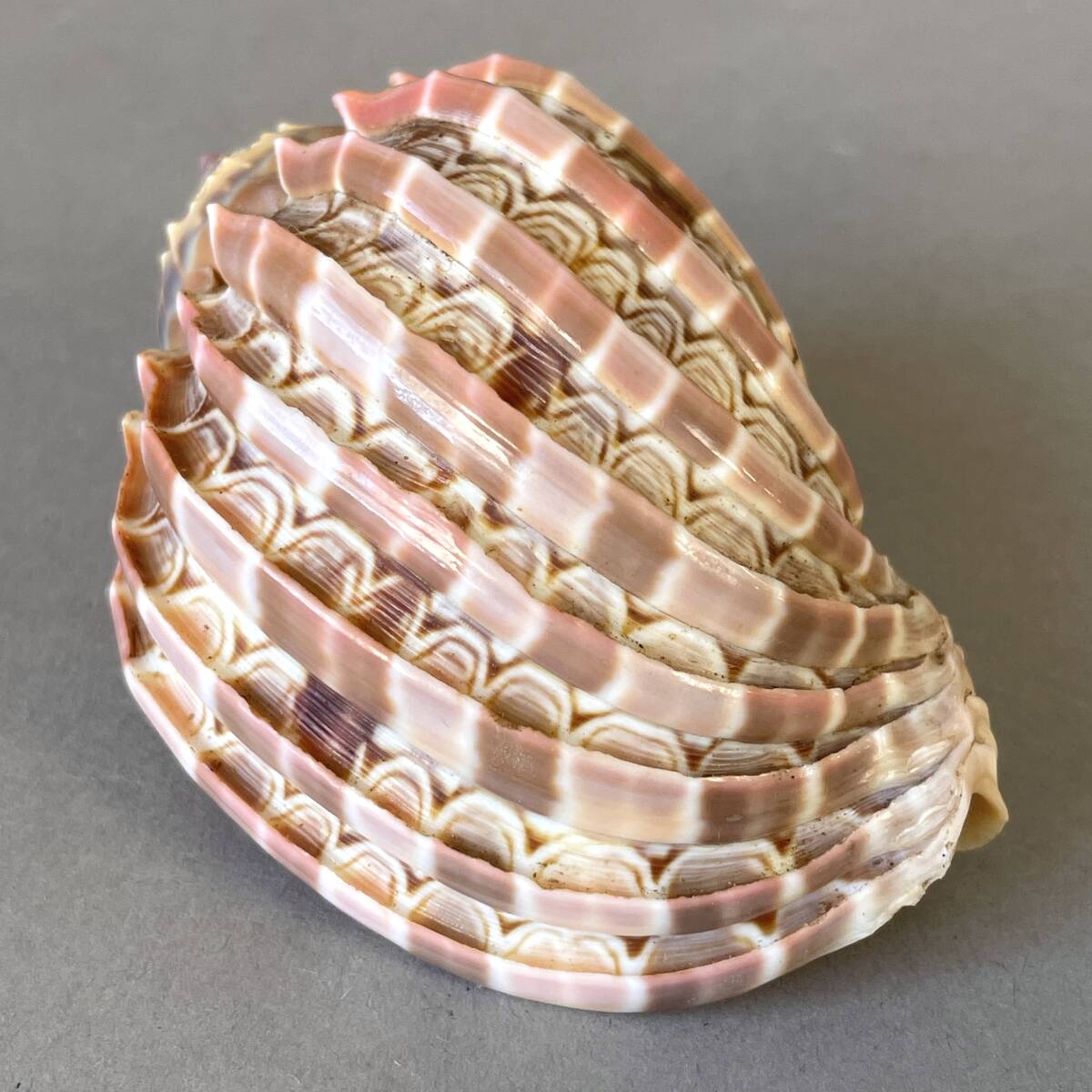 タカラガイの値段と価格推移は？｜46件の売買データからタカラガイの