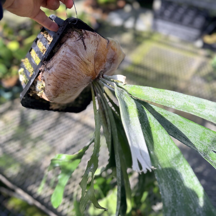 育てやすい大株】ビカクシダ ビフルカツム ホワイト 8号 銀葉 胞子葉