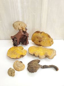 サルノコシカケ 霊芝の値段と価格推移は？｜5件の売買データから