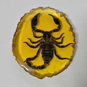 標本 サソリの値段と価格推移は？｜42件の売買データから標本 サソリの 
