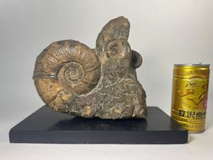 アンモナイト オブジェの値段と価格推移は？｜2件の売買データから 