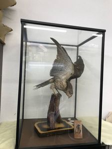 鷹 置物のYahoo!オークション(旧ヤフオク!)の相場・価格を見る｜Yahoo
