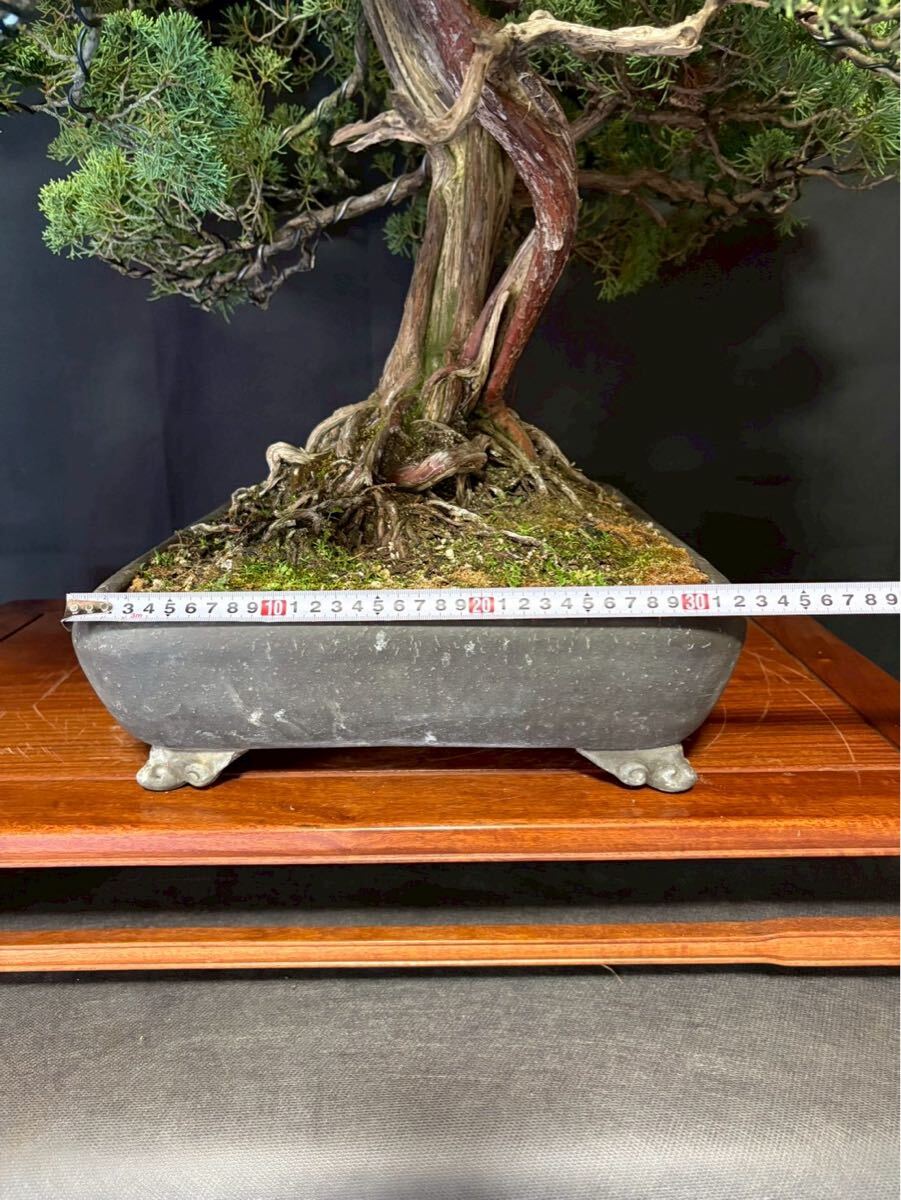 真柏 紀州真柏 大型 盆栽レンタル 盆栽リース 双幹 根張り 神 舎利