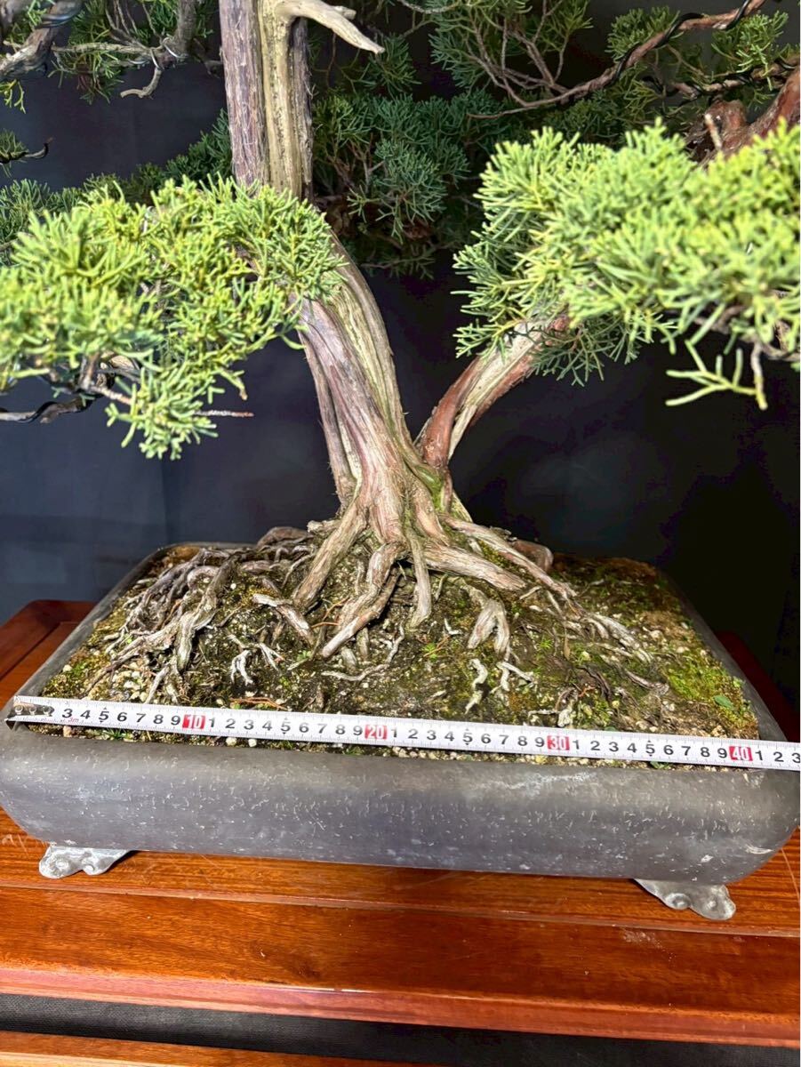 真柏 紀州真柏 大型 盆栽レンタル 盆栽リース 双幹 根張り 神 舎利