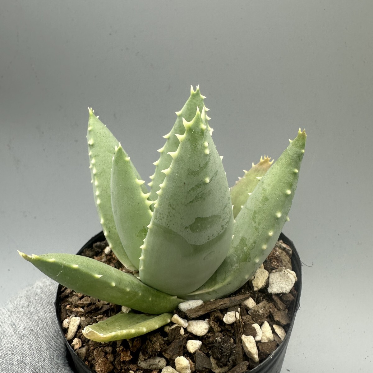 TT11 アロエ ピランシー Aloe pillansii 実生苗 大株 /多肉植物 観葉