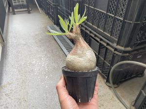 Raw life factoryのYahoo!オークション(旧ヤフオク!)の相場・価格を