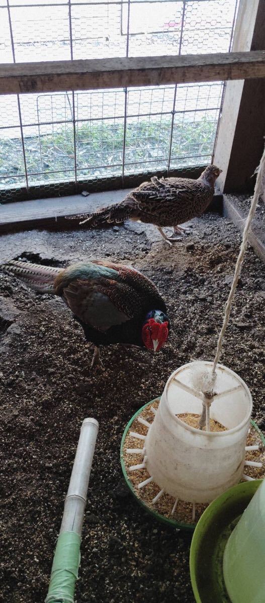 食用の情報