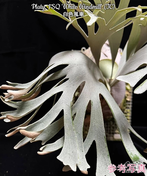 ☆台湾輸入株☆135 ビカクシダ 植物☆Platycerium FSQ 'White Windmill
