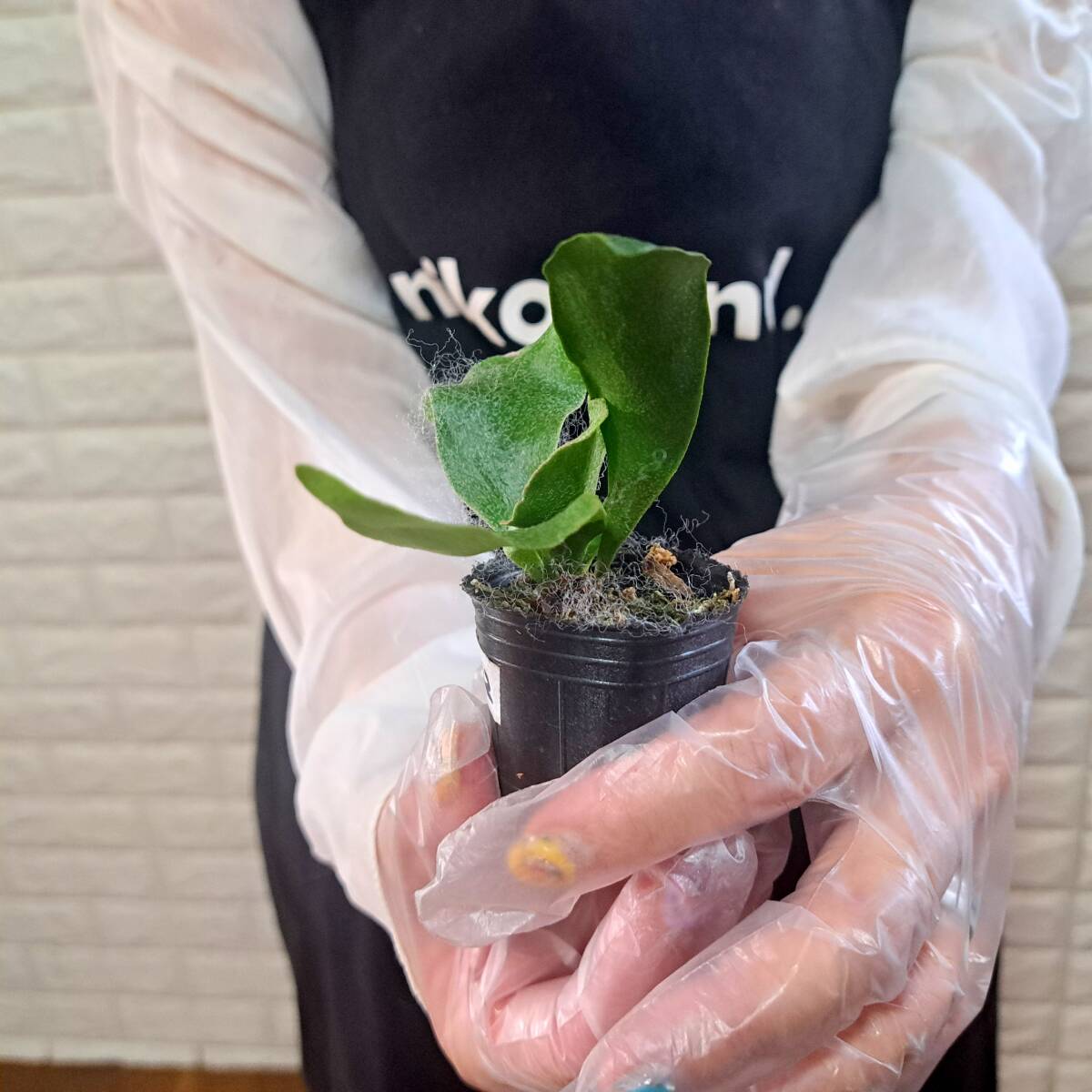 ☆台湾輸入株☆135 ビカクシダ 植物☆Platycerium FSQ 'White Windmill