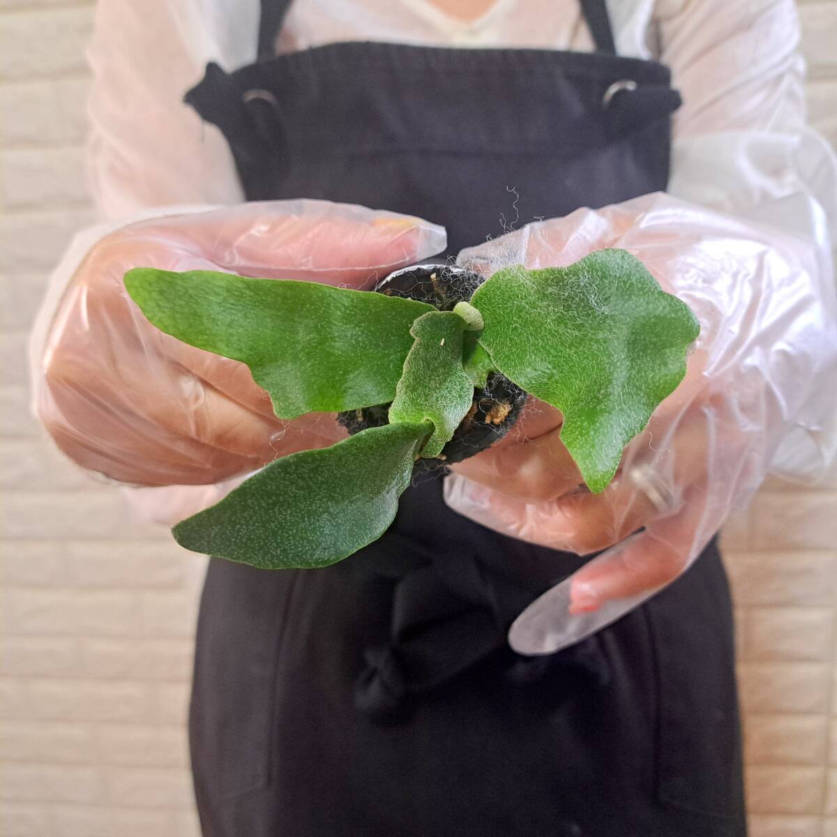 ☆台湾輸入株☆135 ビカクシダ 植物☆Platycerium FSQ 'White Windmill