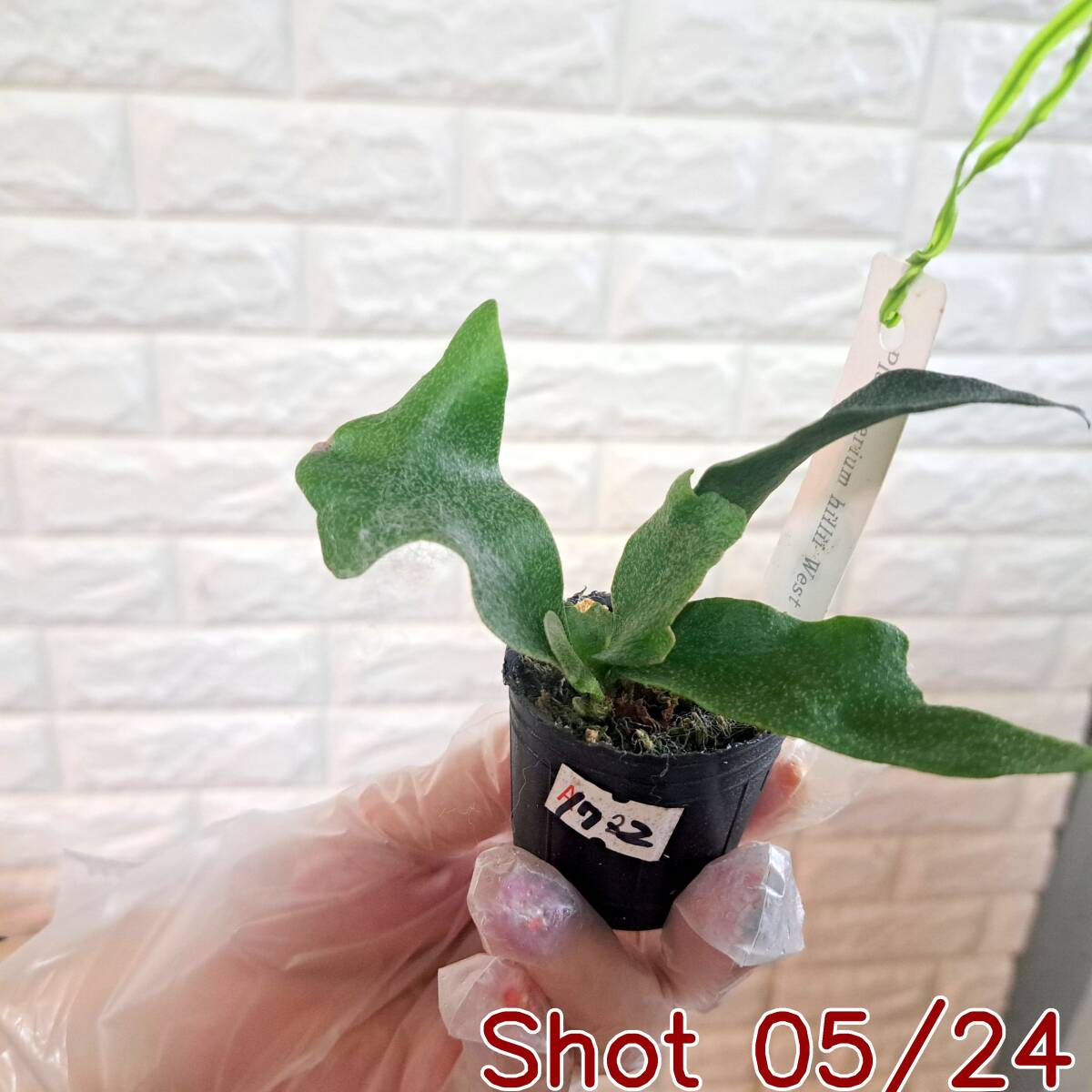 ☆台湾輸入株☆135 ビカクシダ 植物☆Platycerium FSQ 'White Windmill