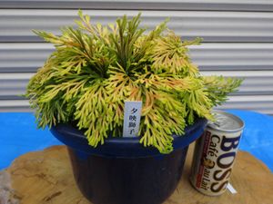 イワヒバの値段と価格推移は？｜153件の売買データからイワヒバの価値