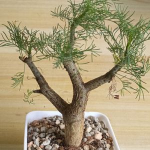クラウセリアナの値段と価格推移は？｜238件の売買データから