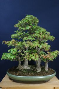 中国 植木鉢のYahoo!オークション(旧ヤフオク!)の相場・価格を見る