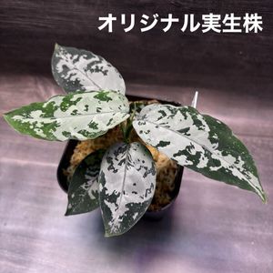 アグラオネマのYahoo!オークション(旧ヤフオク!)の相場・価格を見る