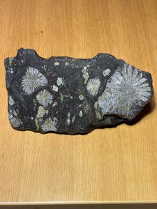 菊花石 岐阜県根尾谷産の値段と価格推移は？｜25件の売買データから