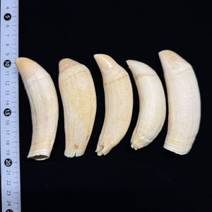 マッコウクジラ歯の値段と価格推移は？｜16件の売買データからマッコウ