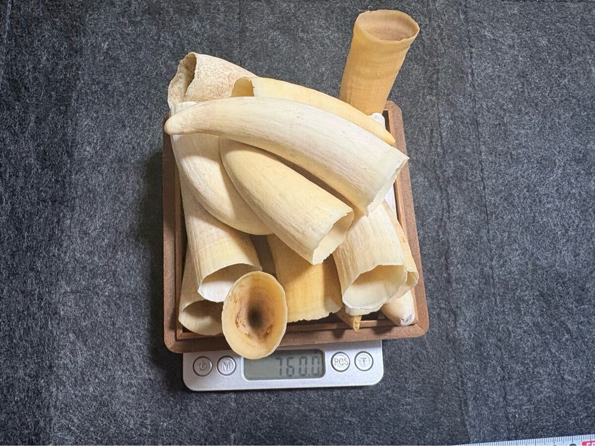 レアもの！（2）▽□マッコウ鯨歯の印材 φ12.21×60.41mm 飴色の極上芯